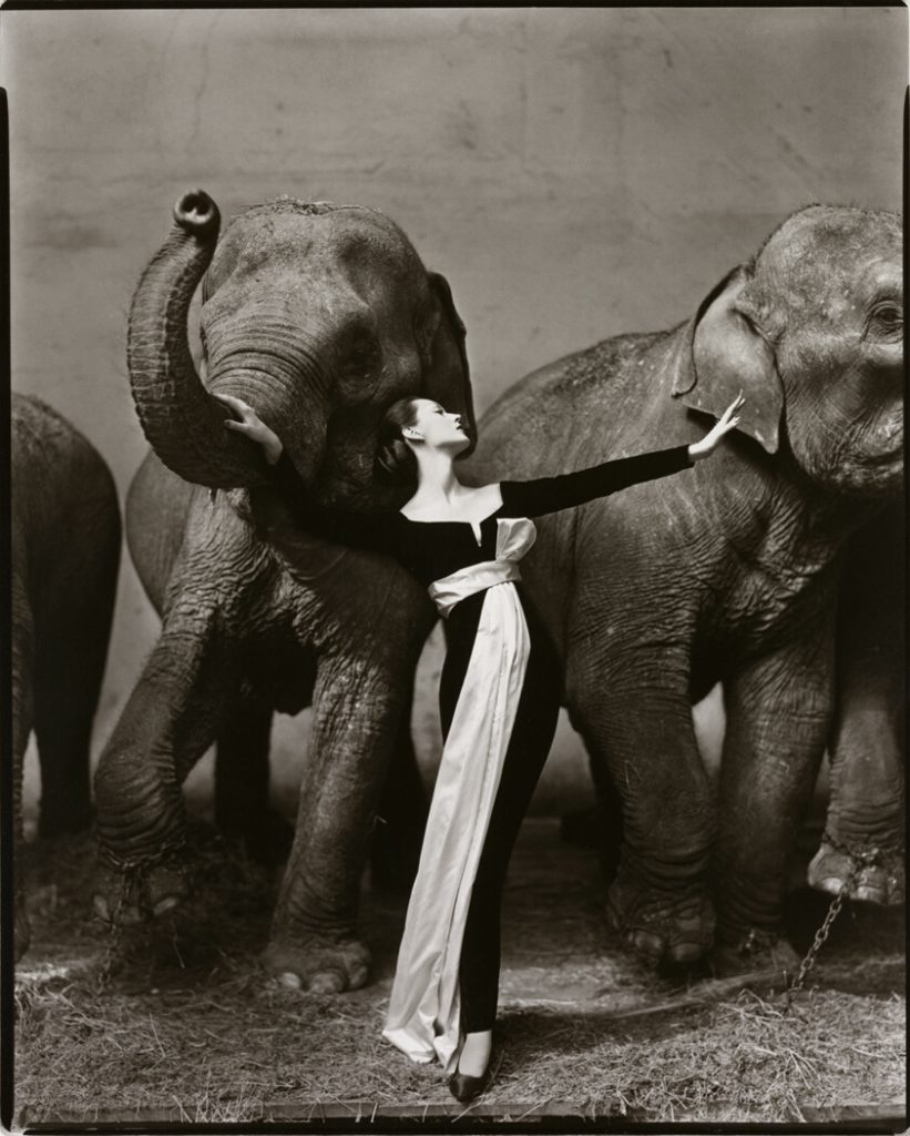 fashion photographers: Richard Avedon, Dovima with elephants wearing an evening dress by Dior, Paris, 1955, Art Institute of Chicago, IL, USA.