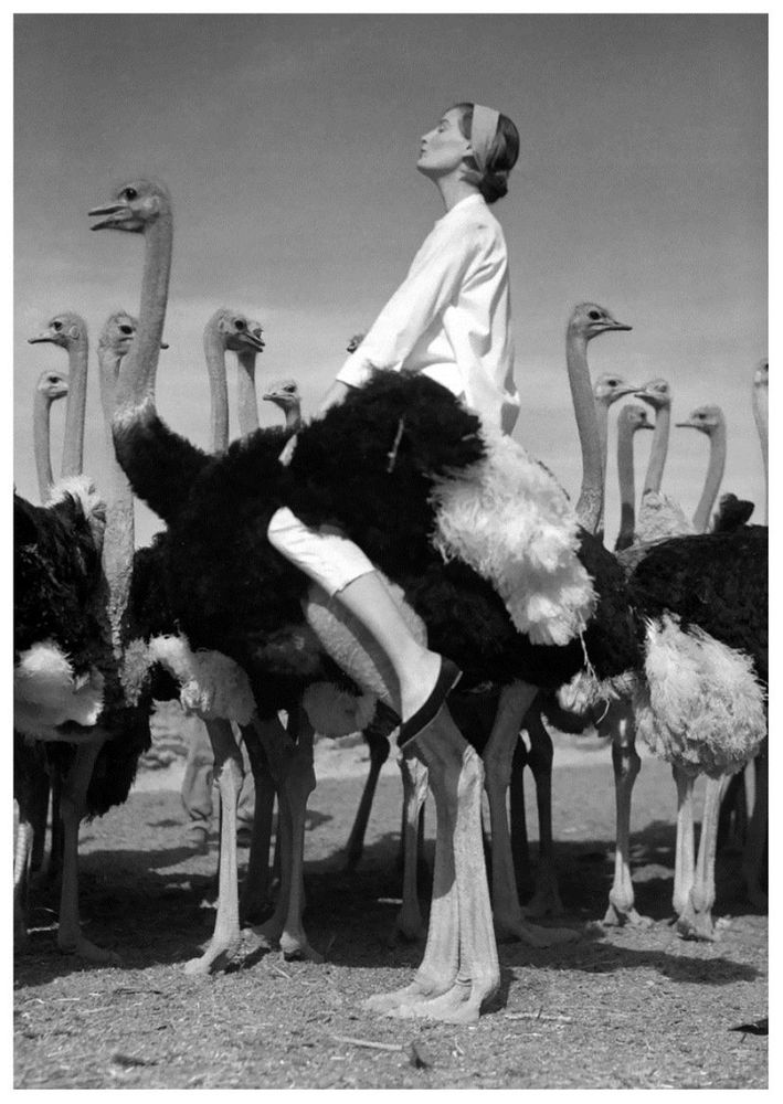 fashion photographers: Norman Parkinson, Wenda and ostriches, 1951. Livemaster.