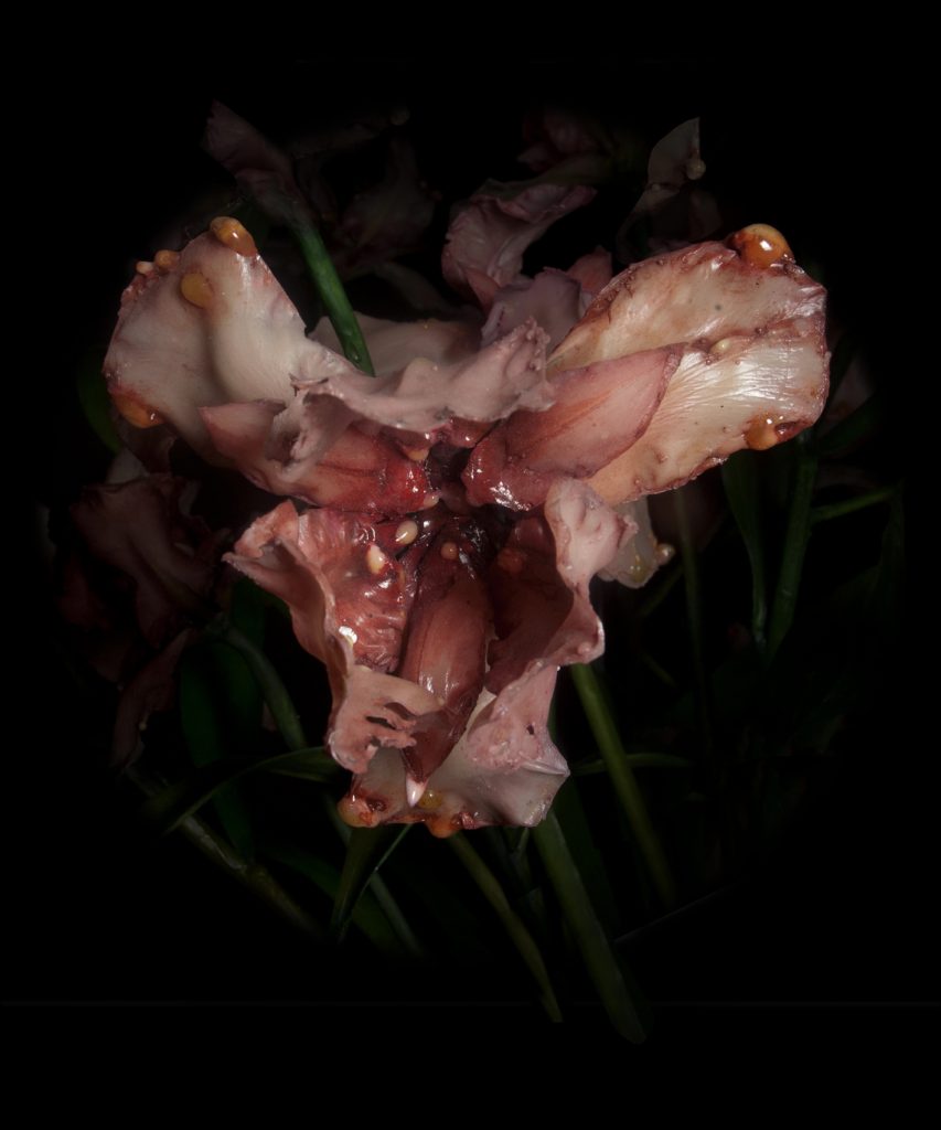 mat collishaw: Mat Collishaw, The Venal Muse, 2012. Artist’s website.